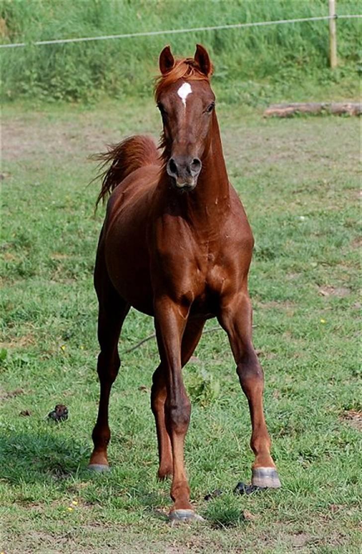 Arabisk fuldblod (OX) Magic Sari Gamal - SOLGT - Randers - Aug. 2007 billede 14