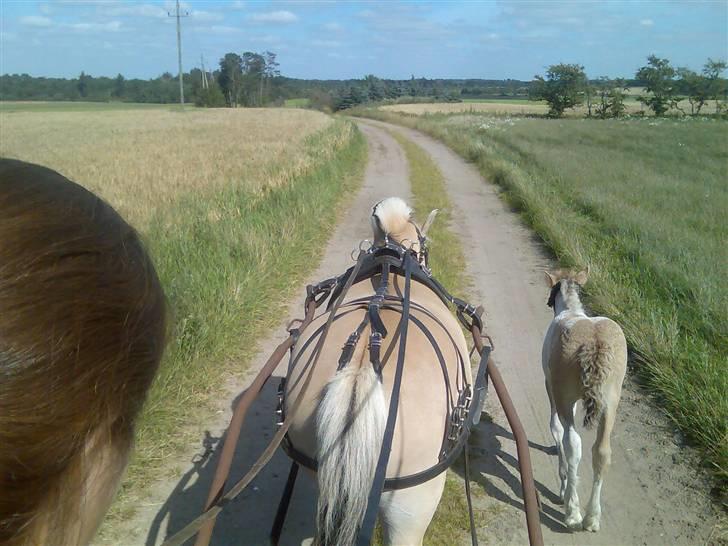 Anden særlig race  Bavnshøj´s Marki  (Død) - Var med min mor på tur.. bare en halv time, en times hvil og så en halv time hjem.. vi gik stillr og rolig hele vejen.. billede 9