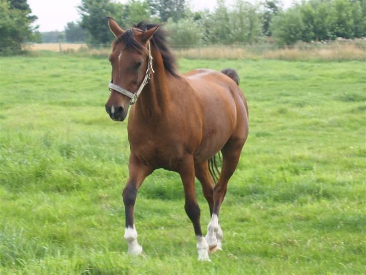 DSP | Leonardo billede 11