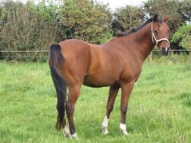 DSP | Leonardo billede 12