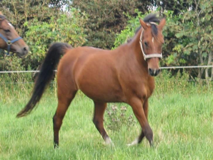 DSP | Leonardo billede 13