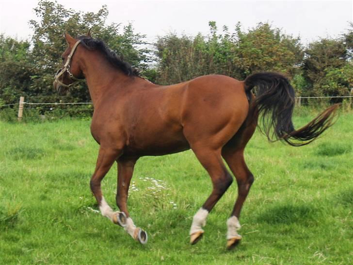 DSP | Leonardo billede 14