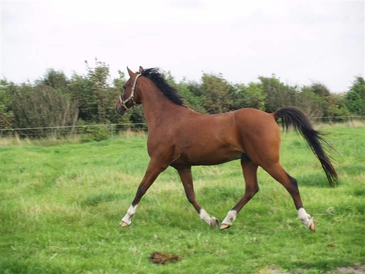 DSP | Leonardo billede 15