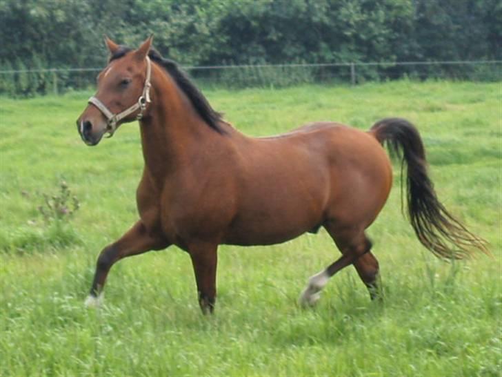 DSP | Leonardo billede 16