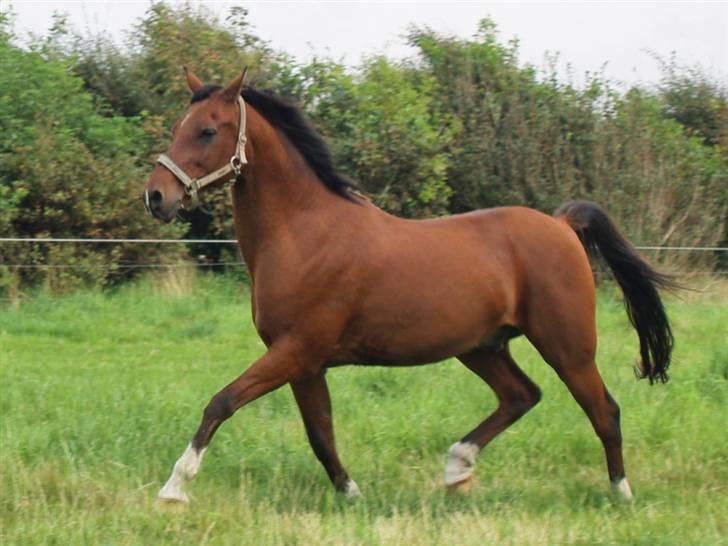 DSP | Leonardo billede 17