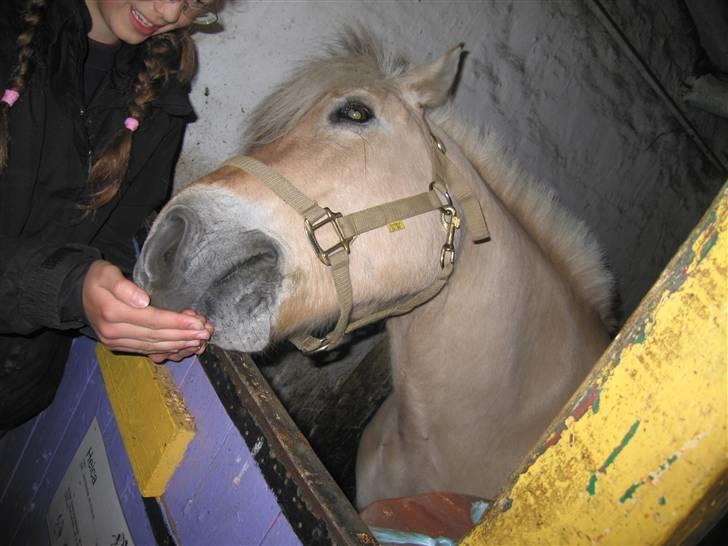 Fjordhest Heica  - Mig og Heica. Hun for et  eller andet lækkert at spise xD Foto: Johanne billede 18