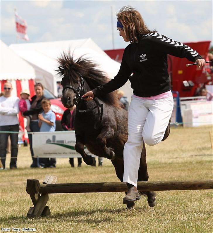 Shetlænder Lille Peter  - Lemvig Dyrskue 2009 <3 billede 1