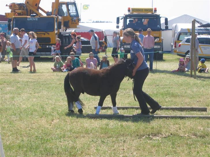 Shetlænder Lille Peter  - Bakke bakke xD  billede 3