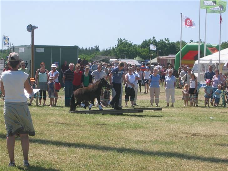Shetlænder Lille Peter  - Lemvig Dyrskue 2008 <3 billede 4