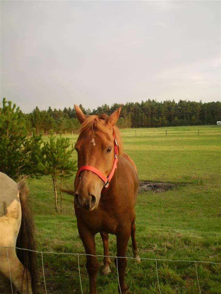 Anden særlig race PlayBoy <3 billede 9
