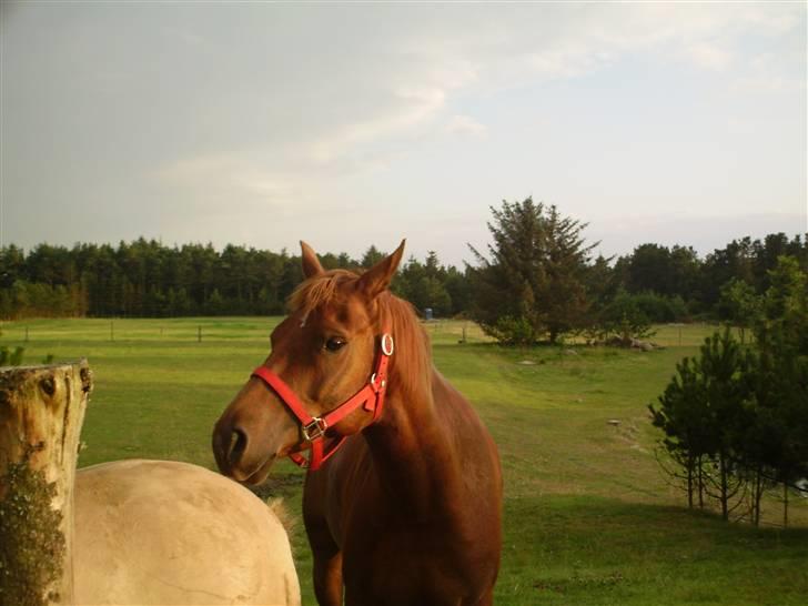 Anden særlig race PlayBoy <3 billede 10