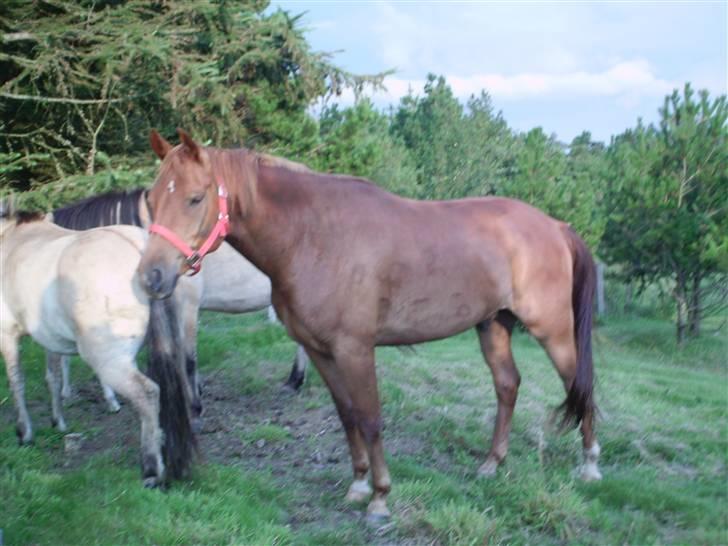 Anden særlig race PlayBoy <3 billede 11