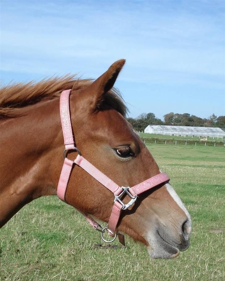 Frederiksborg <3 Chabli <3  - Chabli nu 1år og 2 mdr, 6/9 2007  Tjek lige det smil xD billede 18