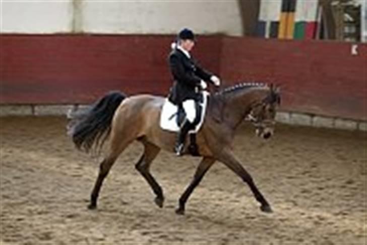 Dansk Varmblod Fantasi R.I.P - rimelige gamle billeder sammen med ejeren til stævne:´) billede 15