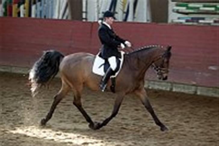 Dansk Varmblod Fantasi R.I.P - rimelige gamle billeder sammen med ejeren til stævne:´) billede 16