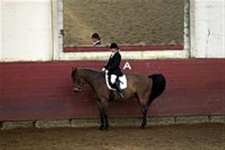 Dansk Varmblod Fantasi R.I.P - rimelige gamle billeder sammen med ejeren til stævne:´) billede 17