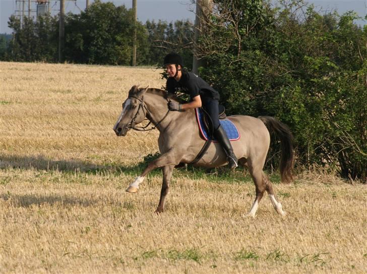 DSP Fenris - fuld galop  billede 14
