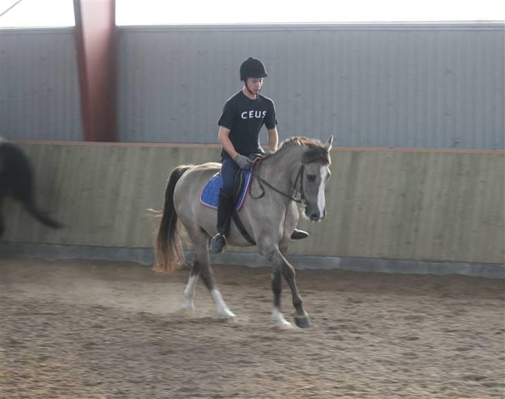 DSP Fenris - galop billede 15