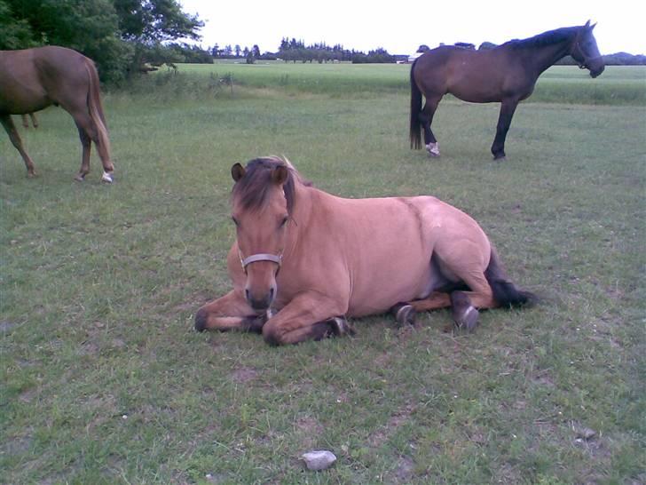Anden særlig race Vesterhedes Charmeur  - Hygge på folden billede 1
