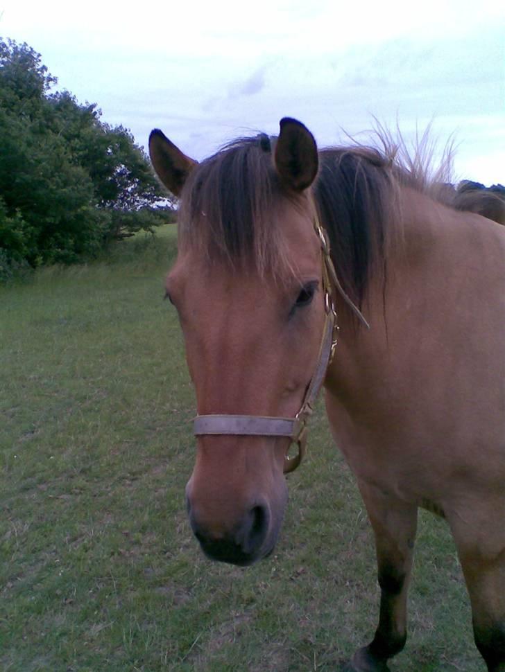 Anden særlig race Vesterhedes Charmeur  - Charmeur billede 2