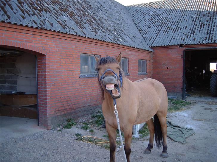 Anden særlig race Vesterhedes Charmeur  - Gaab, hvor er det her kedeligt. billede 3