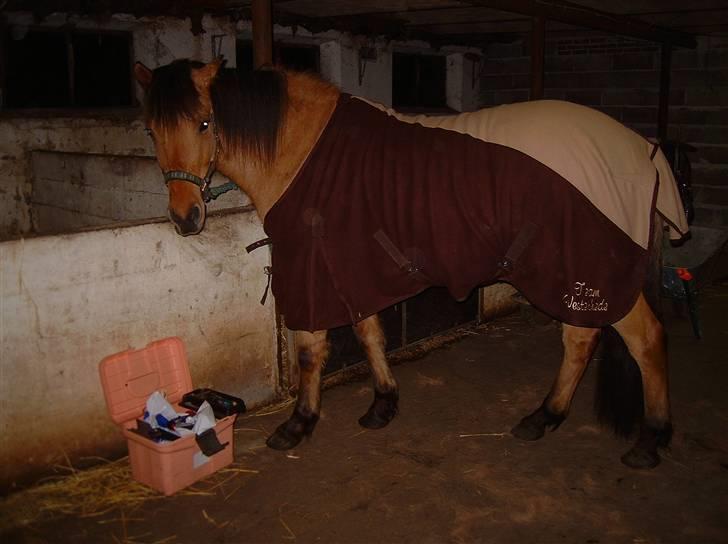 Anden særlig race Vesterhedes Charmeur  - Hygge i stalden billede 4