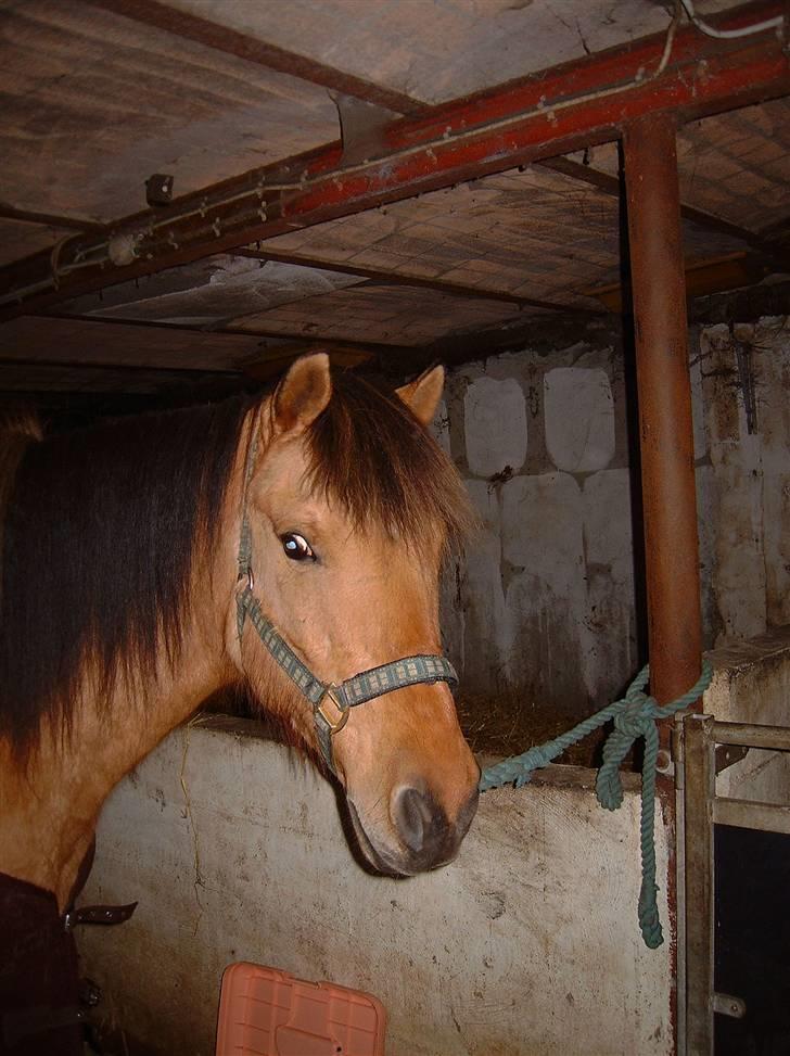 Anden særlig race Vesterhedes Charmeur  - Se mig... billede 5