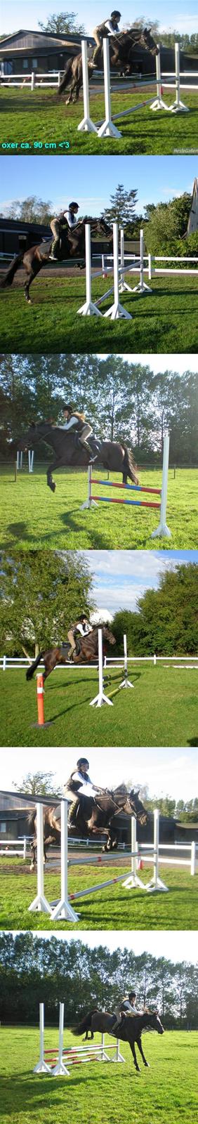 Traver Prins Hans(gammel Passer) - SPRINGNING<3 billede 18