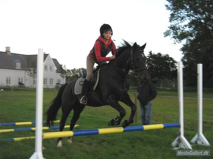 Traver Prins Hans(gammel Passer) - springning<33 billede 19