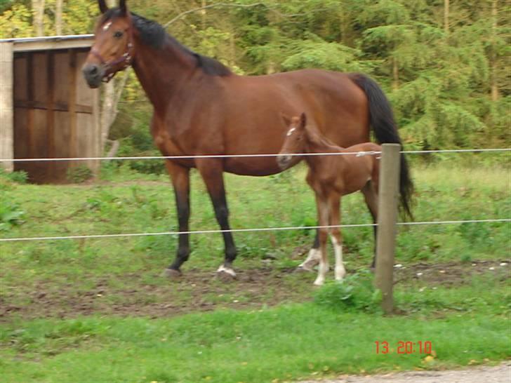 Dansk Varmblod Odessa *Solgt* - odessa og mor billede 3