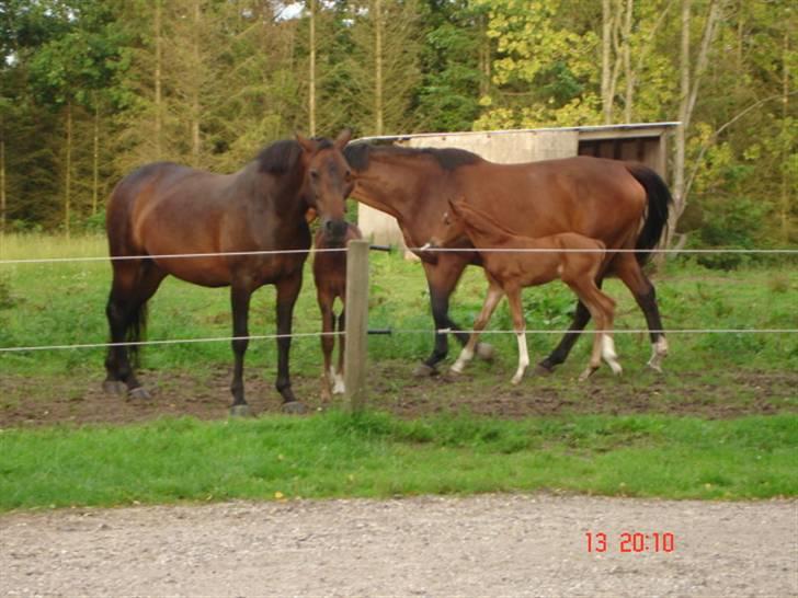 Dansk Varmblod Odessa *Solgt* - hygge på folden. billede 4