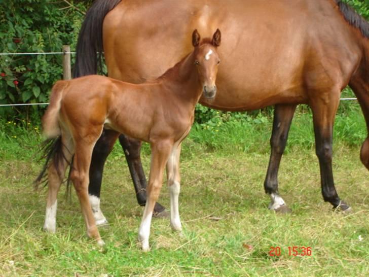 Dansk Varmblod Odessa *Solgt* - Hej bonus-mor billede 5