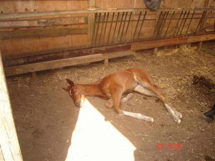 Dansk Varmblod Odessa *Solgt* - Lille-pige er blevet træt.. billede 6