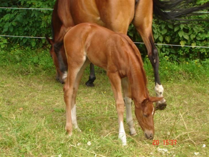 Dansk Varmblod Odessa *Solgt* - ejj, der er bare så langt derned. billede 7