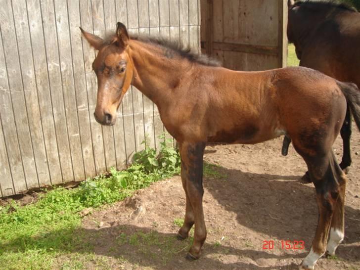 Dansk Varmblod Chester  - min lille hingste-basse.. billede 11