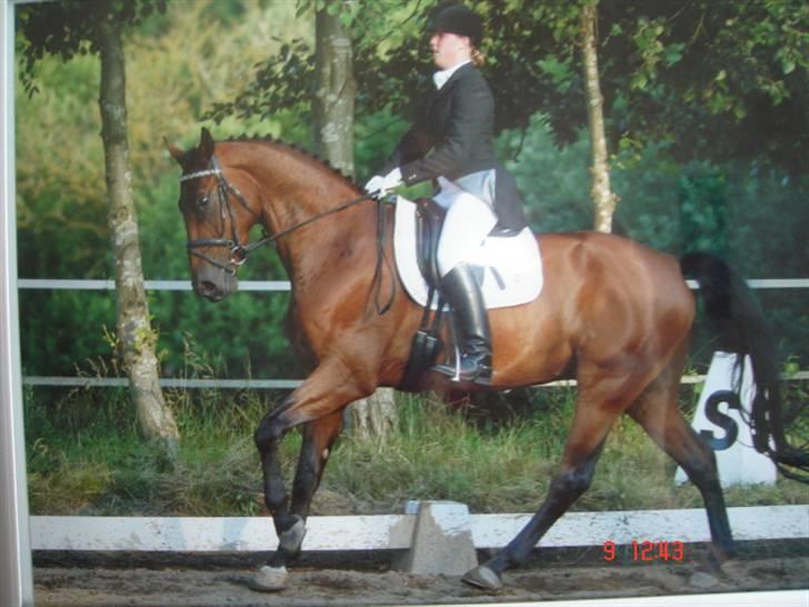 Tysk Oldenburger Don Armani - undskylder kvaliteten.. taget fra et billede. billede 8