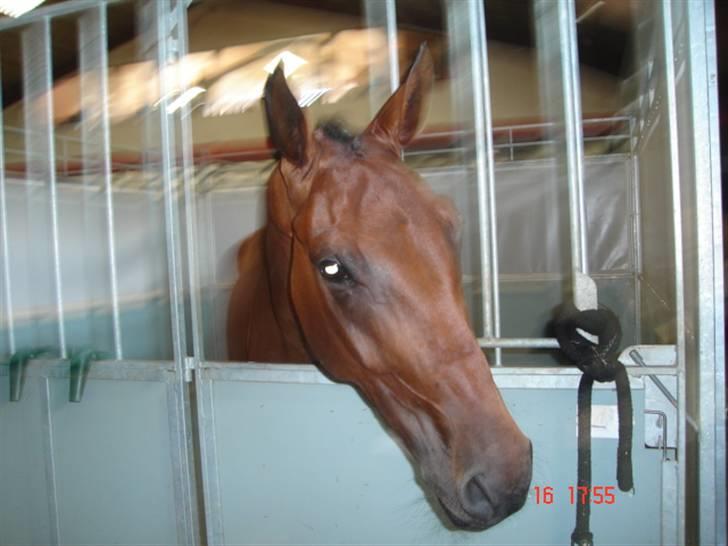 Tysk Oldenburger Don Armani - Armani har fået den gode plads i Silkeborg, lige på hjørnet.. billede 9