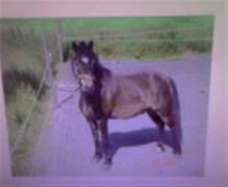 Anden særlig race Zorro *** SOLGT *** - Zorro :-) billede 1