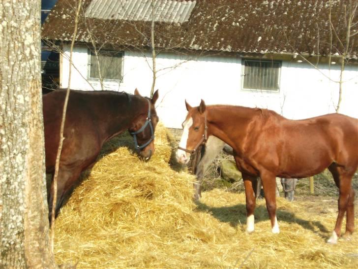 Hollandsk Varmblod Imarach "altid savnet" - Imarach første møde med de andre heste på stedet billede 11