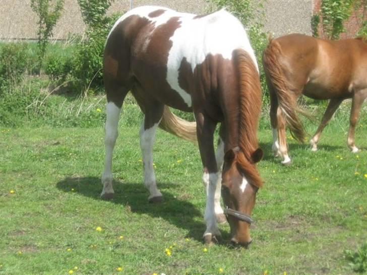 Pinto Chickie Charkiro R.I.P - Kikki på fold billede 1