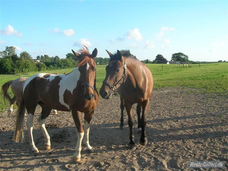 Pinto Chickie Charkiro R.I.P - Kikki og Nicoline på fold "bedste veninder" billede 2