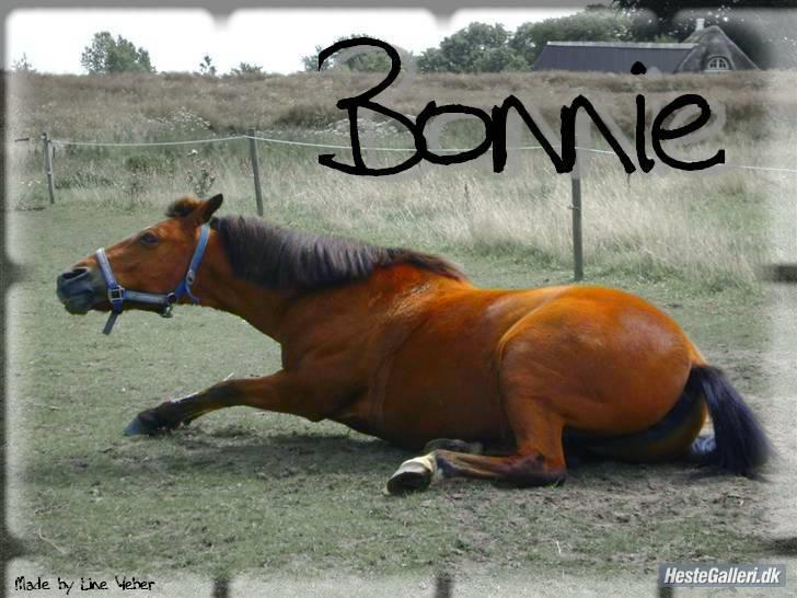 New Forest Bonnie  - Der er smukke bonnie..foto mig selv..lavet af Line.. billede 1