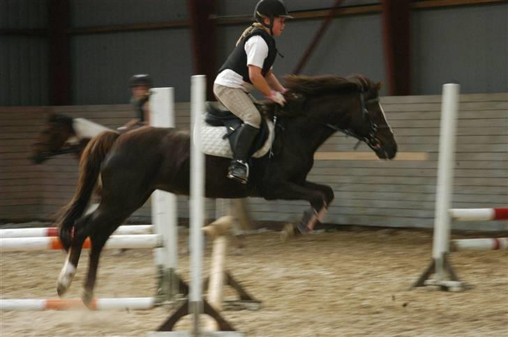Welsh Pony af Cob-type (sec C) Nanna. - Springtræning, og førse gang jeg springer 70 cm. billede 1