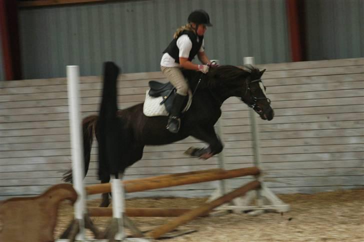 Welsh Pony af Cob-type (sec C) Nanna. - Og anden gang jeg springer 70 cm. billede 2