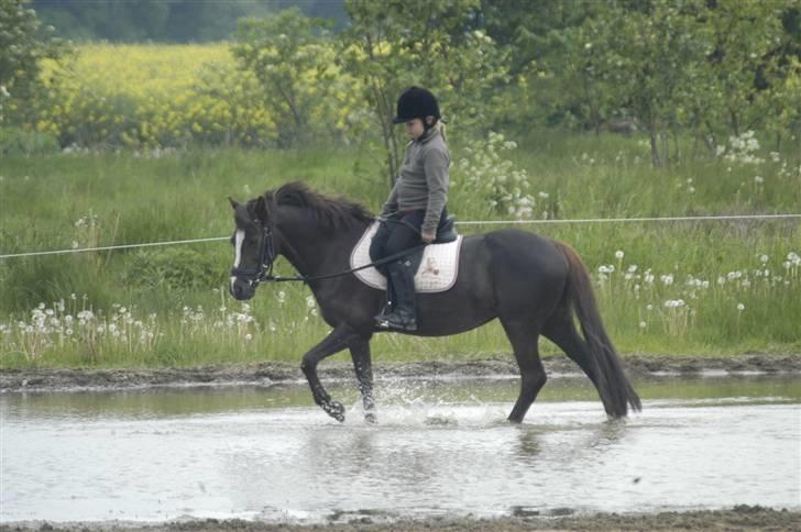 Welsh Pony af Cob-type (sec C) Nanna. - Nanna er ikke bange for vand, og vi rider tit ind igennem store vandpytter for at holde det ved lige. billede 5