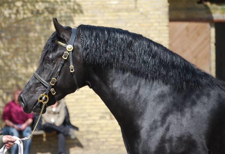 Welsh Cob (sec D) Ringside Thomas- Avl billede 9