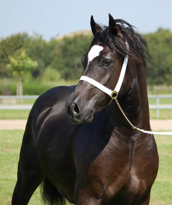 Welsh Cob (sec D) Ringside Thomas- Avl billede 10