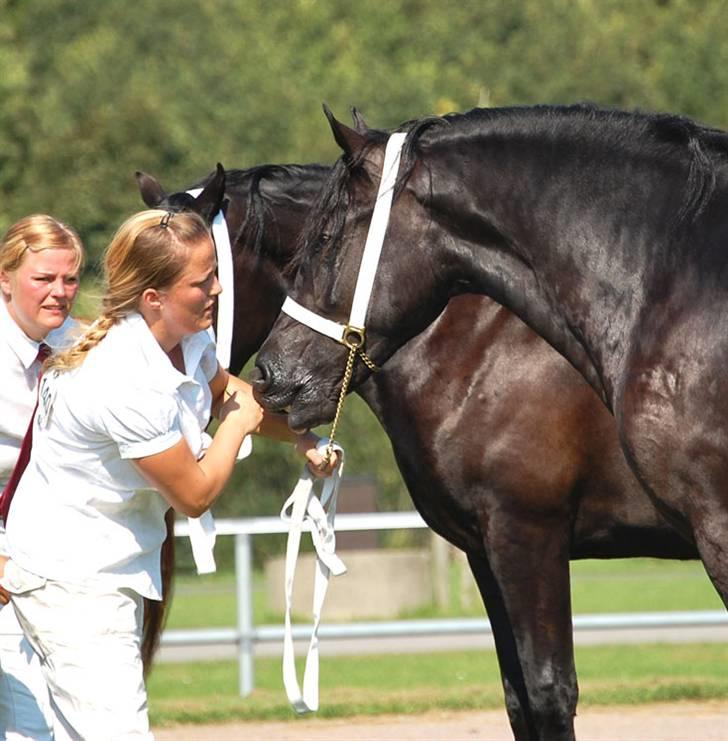 Welsh Cob (sec D) Ringside Thomas- Avl billede 11