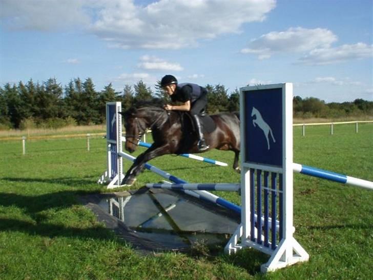 Anden særlig race Ringo (solgt  og efterlys billede 1