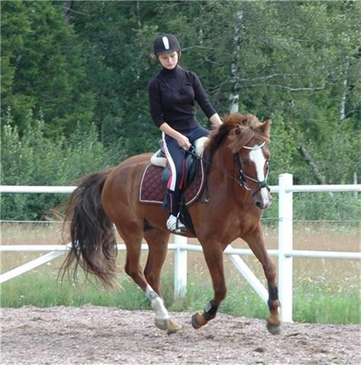 Irsk Sportspony Laois Blaze *Sverige* - 28/7 2009, da jeg var ovre at besøge ham i Sverige :) billede 13